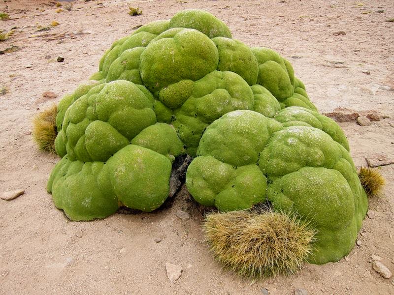 yareta plant; azorella compacta; llareta plant; yareta; yaretas; Yareta or Llareta; llareta; The 3000 Years Old Plant; llareta atacama desert chile; plants in andes mountains; green blobs; andes mountain plants; plants of the andes; plants in the andes mountains;