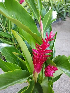 Alpinia Vermelha: The Superfood You Need to Add to Your Diet