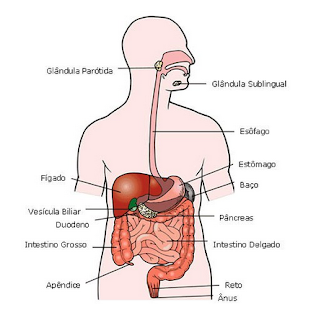 https://www.auladeanatomia.com/novosite/sistemas/sistema-digestorio/