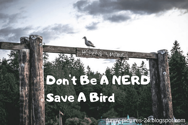 FUNNY IMAGES Long Adventures - Funny Bird Bredge pictures
