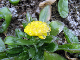 crystal of flower after ice rain