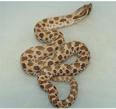 Cannundrums: Western Hognose Snake