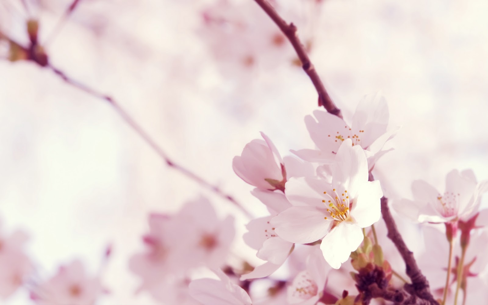 Gambar Wallpaper Bunga Sakura Expo Wallpaper