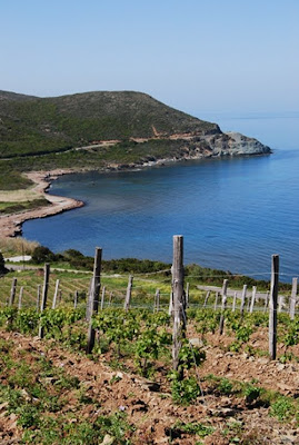 Vignes Cap Corse