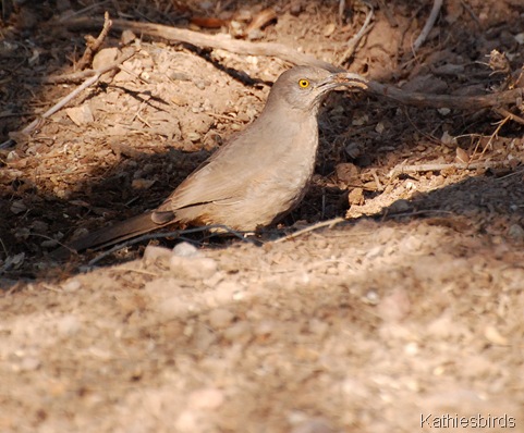 8. cuth-kab