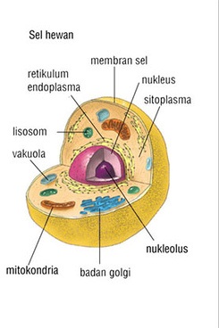 Seputar Informasi Mahluk Hidup