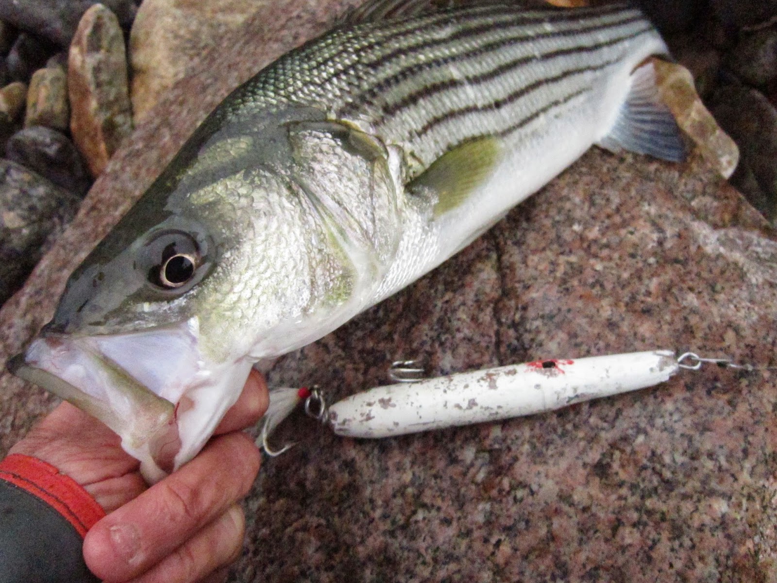 Rhode Island Striped Bass: Needlefish a Hot plug Right Now