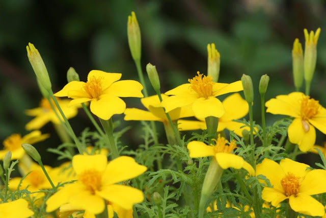 Single marigolds "Tagetes tenuifolia" are quite different in appearance from other marigold varieties because their flowers have very simple, almost daisy-like flowers rather than the thick and bushy blossoms .