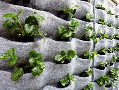 tukang taman vertical garden