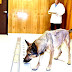 Canine cancer detection