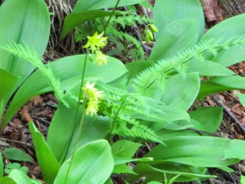 Clintonia