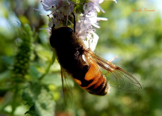 Eristalis tenax