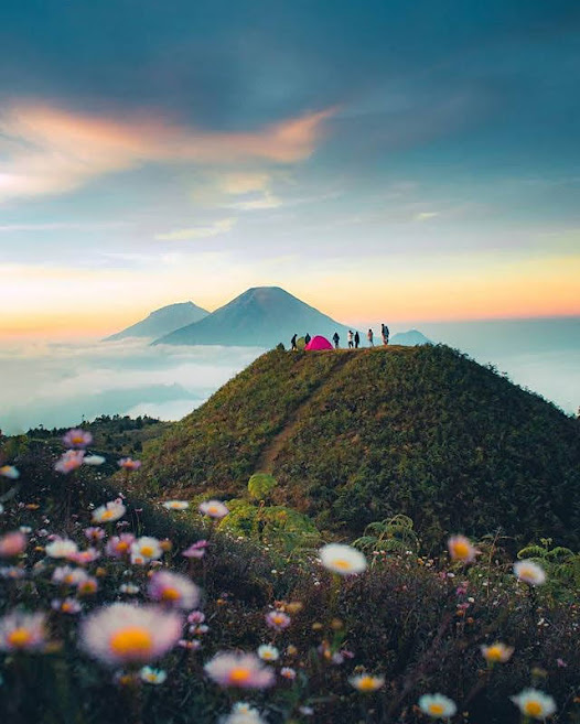 Daisy Gunung Prau Dieng