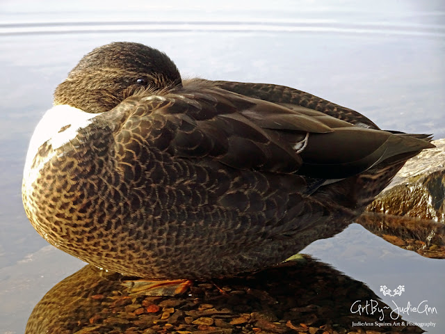 Duck resting on Pond Photo