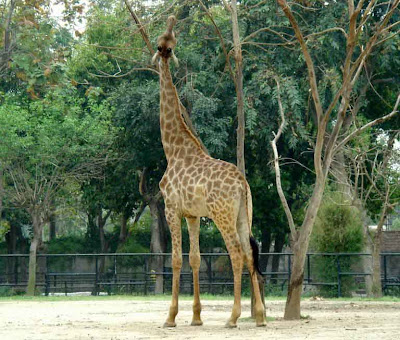 Lahore Zoo