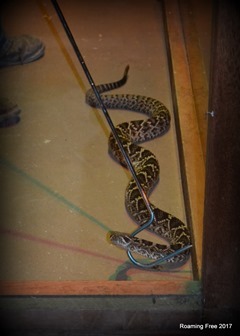 Eastern Diamondback Rattlesnake