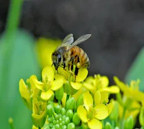 Honey and nectar difference