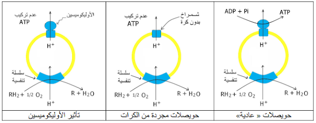 تتشكل الحويصلات المغلقة من أجزاء من الغشاء الداخلي للميتوكندري، أي تضم كرات ذات شمراخ وعدة نسخ من السلسلة التنفسية. فهي بذلك قادرة على تحفيز جميع تفاعلات التفسفر المؤكسد، أي إعادة أكسدة RH2 وتركيب ATP
