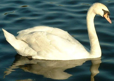 Foto de un cisne nadando