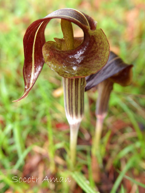 Arisaema limbatum