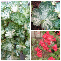 Гейхера кроваво-красная (Heuchera sanguinea)'Snow Storm'.