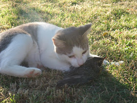 cat catch baby bird, cat with baby robbin, nest