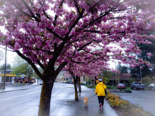 %20cherry%20blossoms