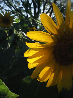 low light gardens, sunflowers, backyard garden