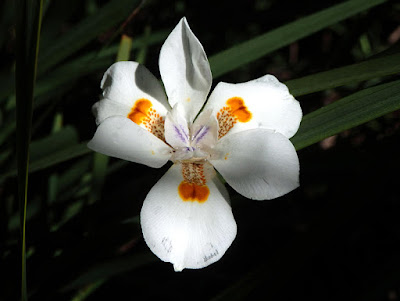 Sun ray shining on Iris flower.