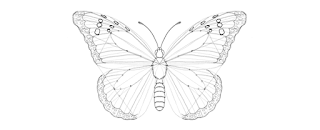 how-to-draw-butterfly-4-7