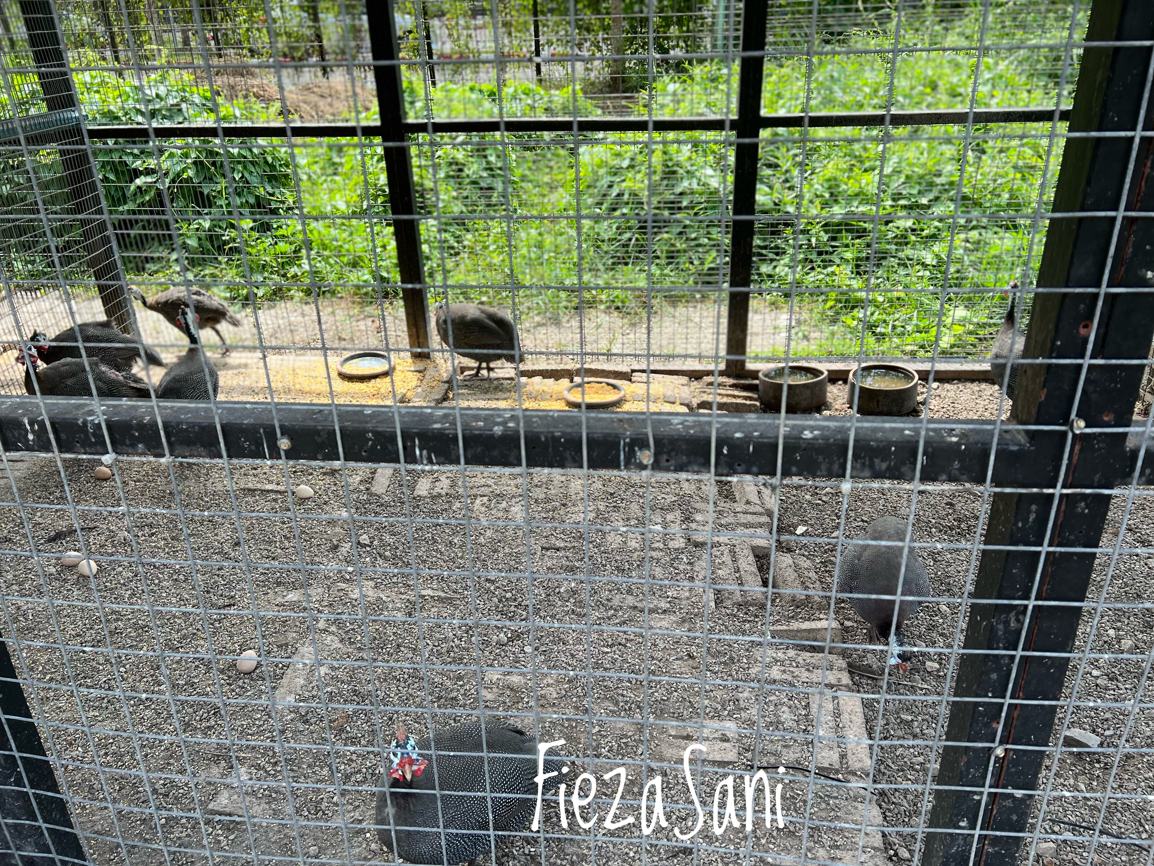 petting zoo gunung lang, jalan-jalan area Perak