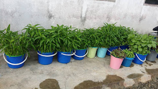 Cara Tanam Kangkung Di Rumah