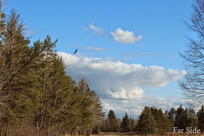Eagle soaring