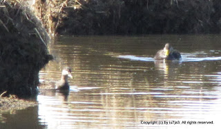 American Black Duck