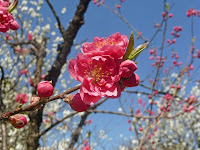 梅が咲き、桃の花は次にやってくる。