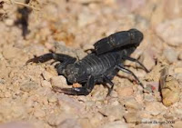 Arabian Fat-tailed scorpion, Androctonus crassicauda