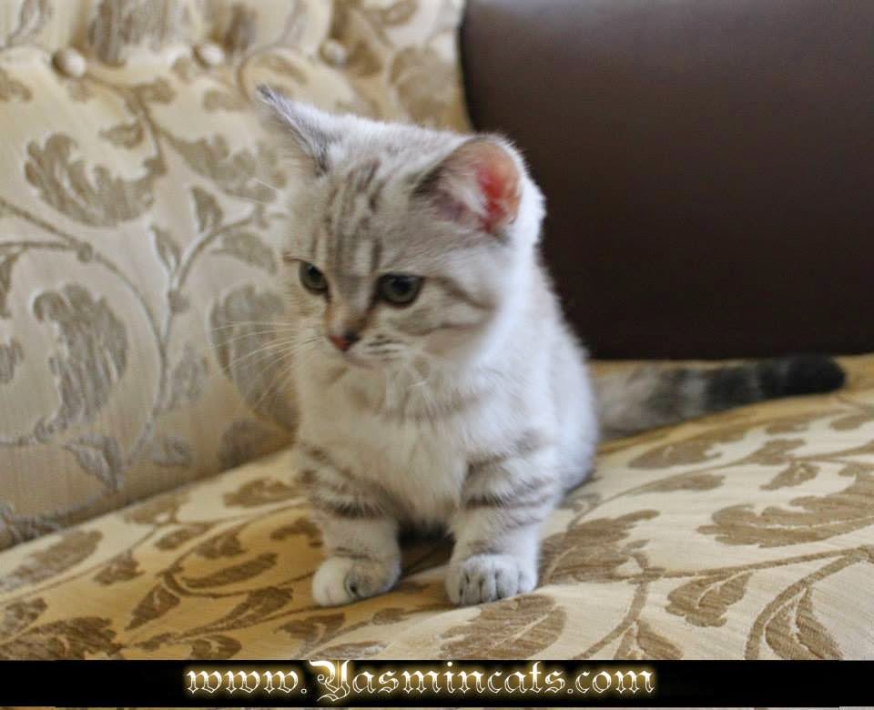 36 HQ Images Munchkin Kittens For Sale California / Munchkin Kittens For Sale by Reputable Breeders | Pets4You.com