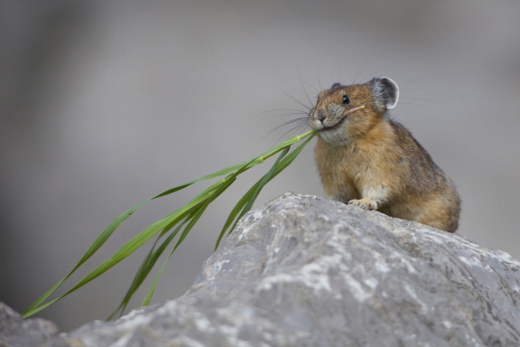 15 cutest endangered animals in the world, pika