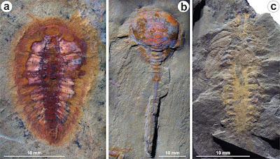 7-Foot-Long Arthropods Commanded the Sea 470 Million Years Ago