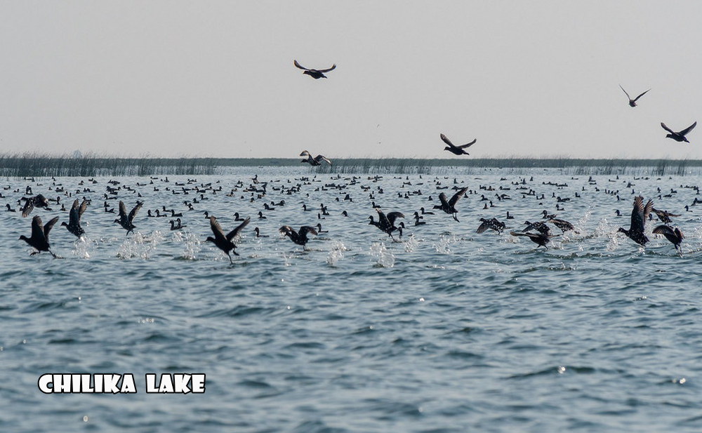 Chilika Lake