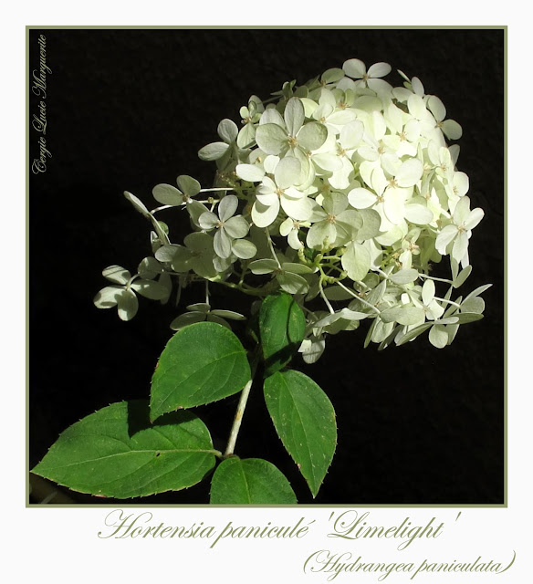 panicule hydrangée 'Limelight'