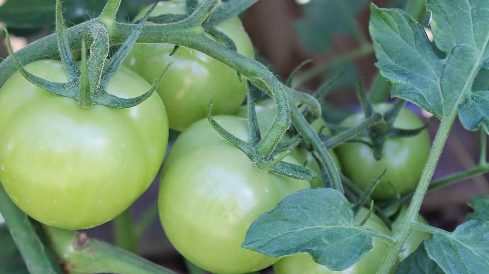 Suburban Aquaponics - The Tomato Clone Army ~ Simple ...