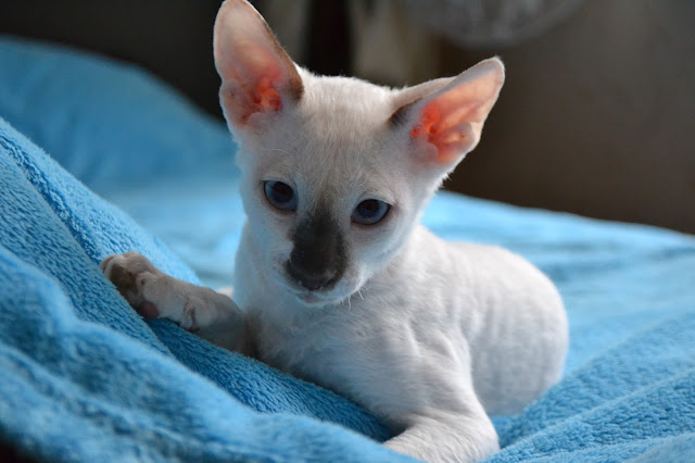 Awesome Cornish Rex Kitten sleep on bad photo  