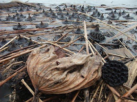 washed up lotus seed pods, shore, lake, winter