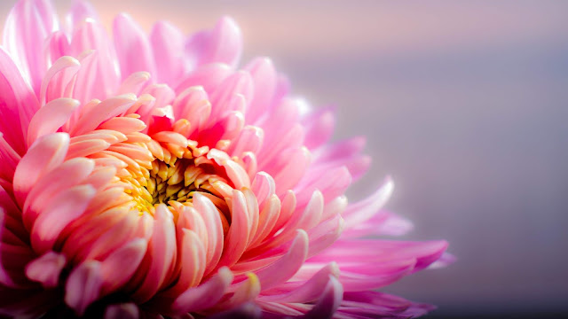 Chrysanthemum Blossom Bloom Pink Flower