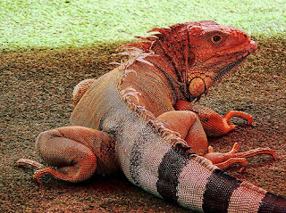 green iguana hijau mona chuckwalla merah peru laut rhinolopha animal pets