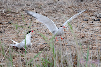 Charrán común (Sterna hirundo - Common Tern)