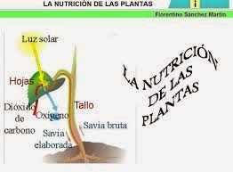 http://cplosangeles.juntaextremadura.net/web/edilim/curso_4/cmedio/las_plantas/la_nutricion/la_nutricion.html