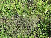 Σπαράγγια άγρια-Asparagus sp.