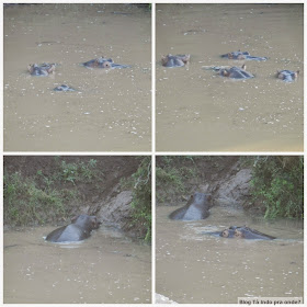hipopótamos na África do Sul